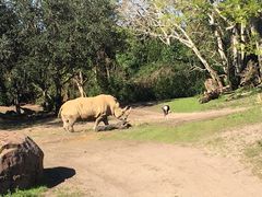 -奥兰多迪士尼动物王国乐园