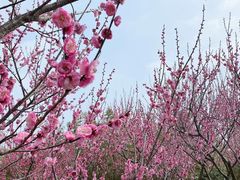 -上海海湾国家森林公园