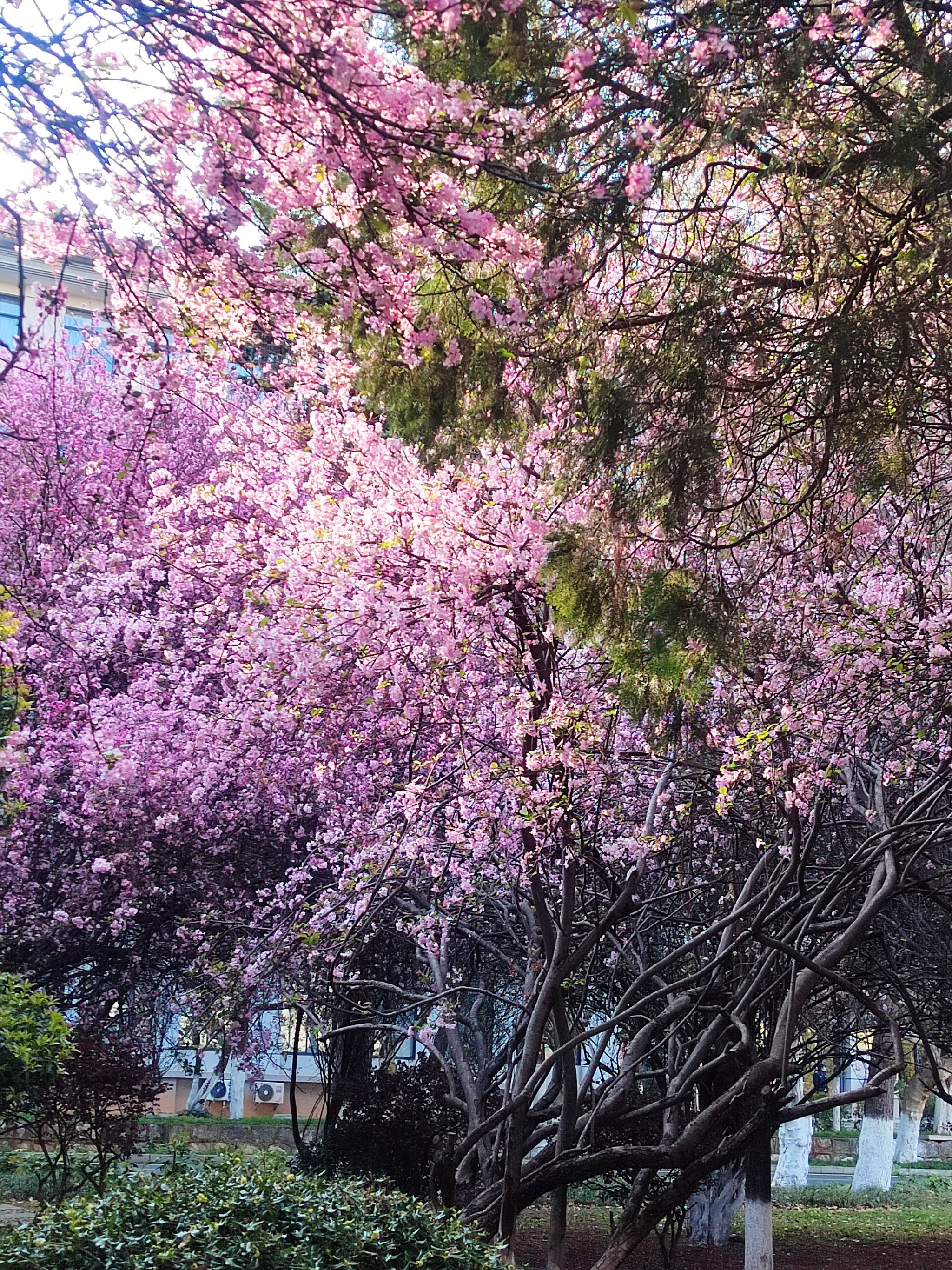 海棠花期图片