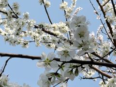 -桃花堤公园
