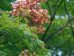 -莲花山公园