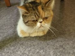 -猫色咖啡·猫咖