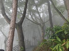 -铁山坪森林公园