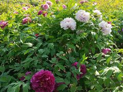 -莲花池公园