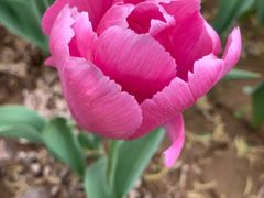 -洛阳郁金香牡丹园