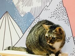 -滚猫咖啡·猫咖·猫友好撸猫(未来城店)