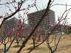 -春花秋色城市公园