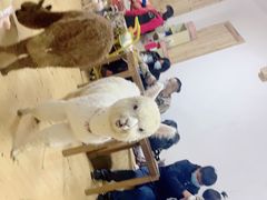 -猫色咖啡·猫咖