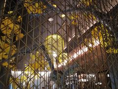 -京华烟云·北京烤鸭(领展购物广场·中关村店)