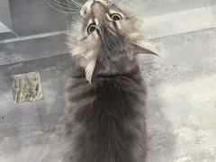 -楼上猫咖(罗湖店)
