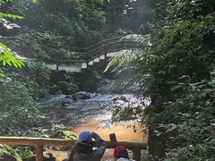 -莫里热带雨林景区