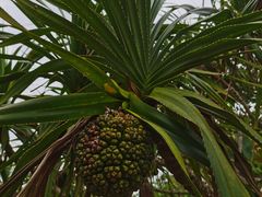-海南热带野生动植物园