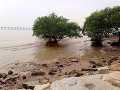 -宝安西湾红树林湿地公园