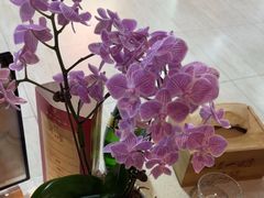 -一叶一世界·素食餐厅(锦华万达店)