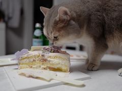 -派悦坊·甜品·蛋糕(日坛店)