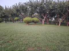 -塘沽森林公园