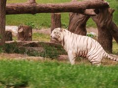 -北京野生动物园