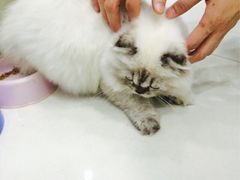 嘉宠动物医院-嘉宠动物医院