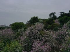 -四望岗公园