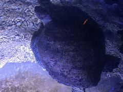 -临沂极地海洋王国