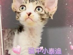 -十年猫舍·猫咪专门店(普陀店)