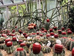 -深圳仙湖植物园