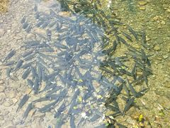 -祁门牯牛降观音堂风景区