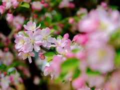 -海棠花溪(元大都城垣遗址公园)