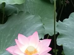 -荔湾湖公园
