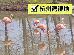 -宁波杭州湾国家湿地公园
