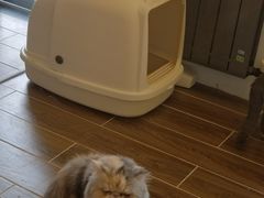 -猫大福·Fortune Cat猫舍(百子湾店)