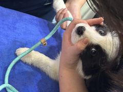 -佑安动物医院·全科·内窥镜中心(幸福巷店)