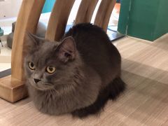 -飞行喵MR PILOT|猫舍·猫咖(静安大融城店)