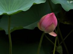 -荔湾湖公园