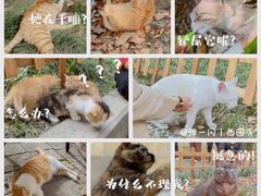 -西园寺