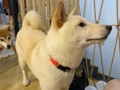 -柴迷FANS CLUB·柴犬狗咖·猫咖