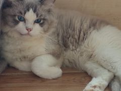 -千城康桥宠物医院·猫科·骨科·心脏
