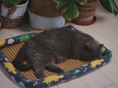 -Rabbit Cafe私房西餐甜点咖啡(栖霞路店)