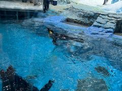 -帝企鹅自助餐厅•儿童岛•真企鹅(长隆企鹅酒店)