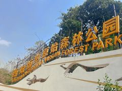 -西双版纳原始森林公园