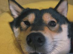 -逗柴咖啡屋·狗咖猫咖宠物桌游