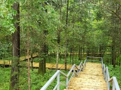 -五营红松林海景区