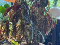 -自由生长植物工作室(深港花卉中心店)