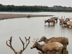 -宁波杭州湾国家湿地公园