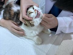 -萌兽医馆·宠物医院·猫骨科(创景店)