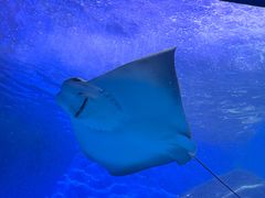 -泉城欧乐堡海洋极地世界