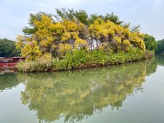 -大湾区中央湿地公园