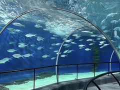 -上海海洋水族馆