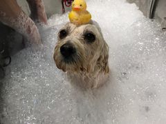 -PETKIT 小佩宠物·低压洗护·美容·寄养(安远店)