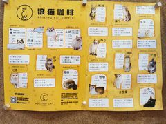-滚猫咖啡·猫咖·猫友好撸猫(未来城店)
